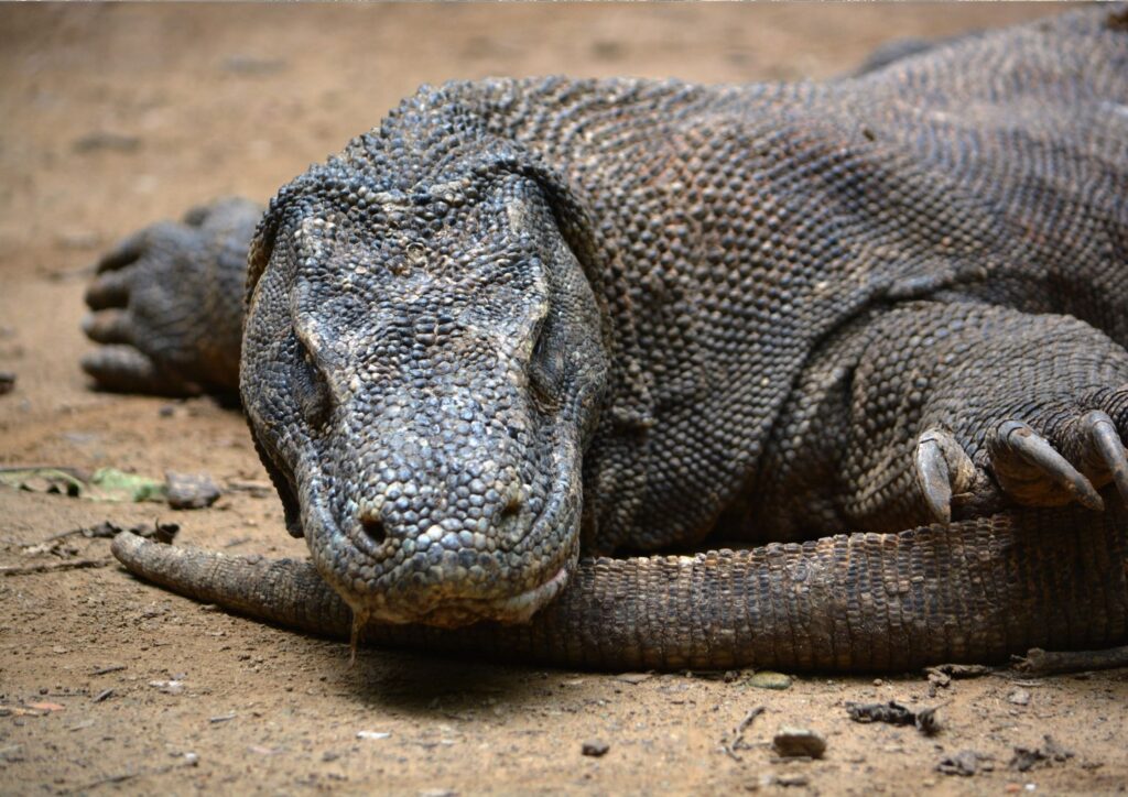 Labuan Bajo Indonesia