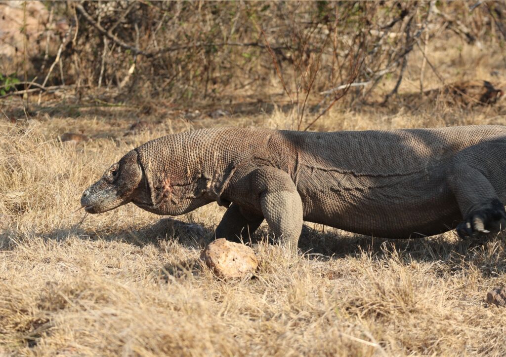 Komodo Dragon