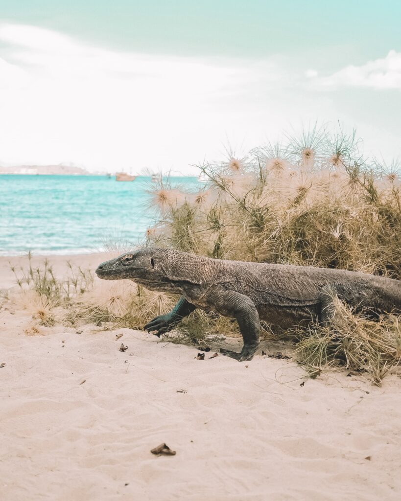 Komodo Dragon