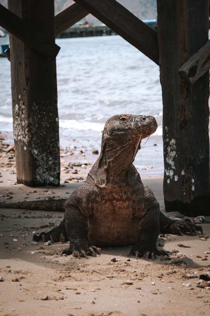 magnificent animals of labuan bajo (waturandatrip.com) Komodo Dragon