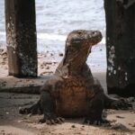 magnificent animals of labuan bajo (waturandatrip.com)