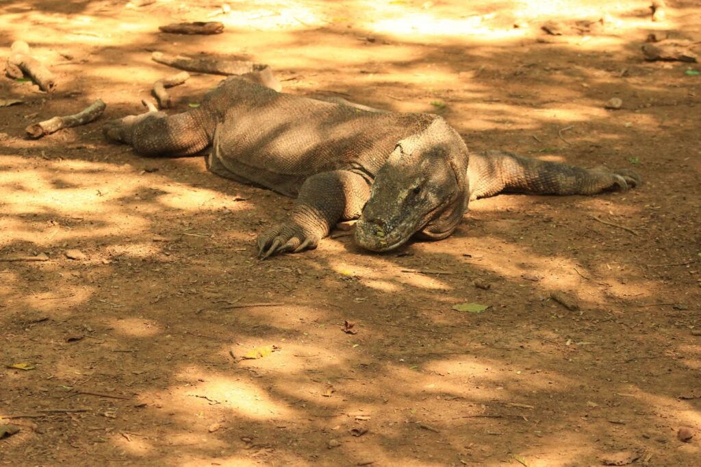 Komodo DragonKomodo National Park