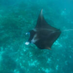 Manta Point Labuan Bajo (Waturandatrip.com) Private Trip Labuan Bajo Komodo Island Trip