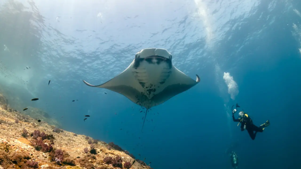Manta Rays at Manta Point Labuan Bajo Visit Labuan Bajo