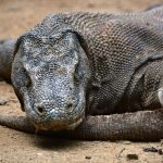 Komodo Dragon Animal in Labuan Bajo