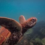 Siaba Island Island Hopping