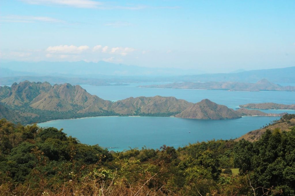 Komodo Dragon Animal live in Komodo Island