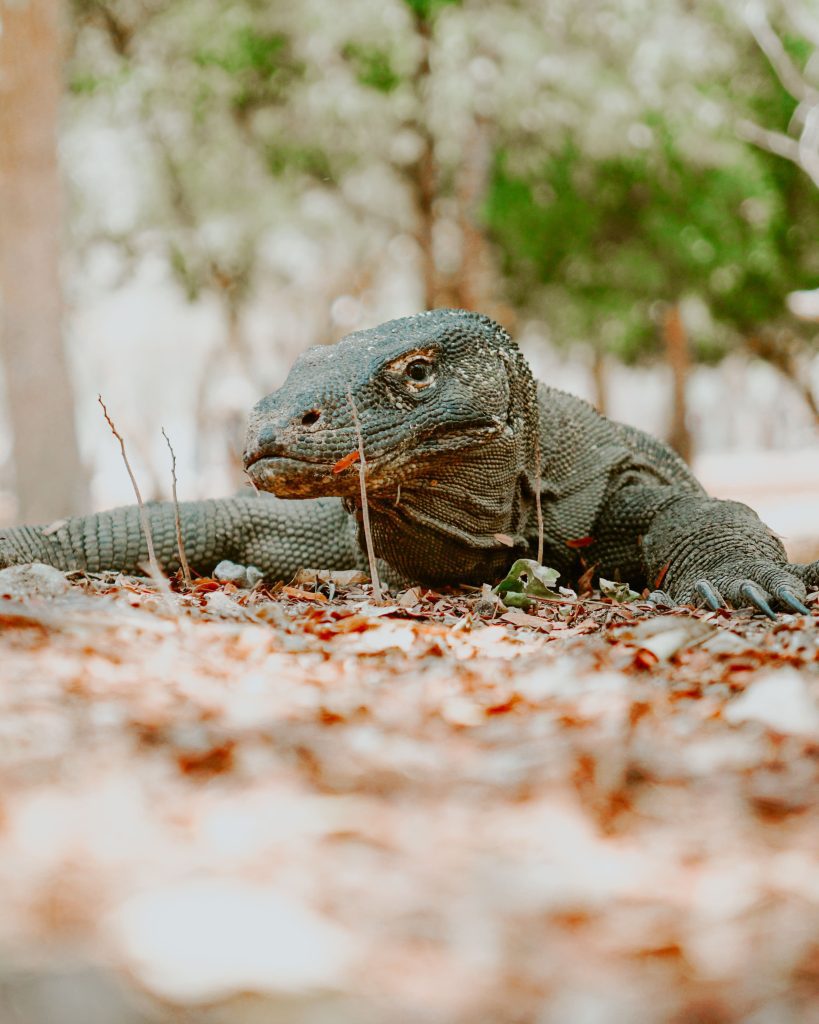 Komodo dragon in Island