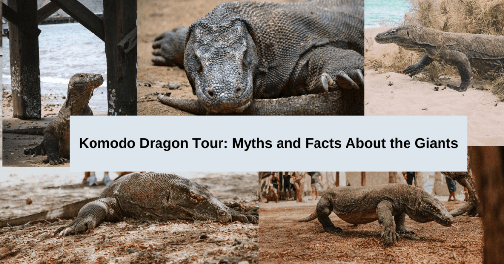 Komodo Dragon Tour