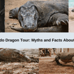 Komodo Dragon Tour