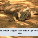 8 Essential Komodo Dragon Tour Safety Tips for a Worry-Free Visit