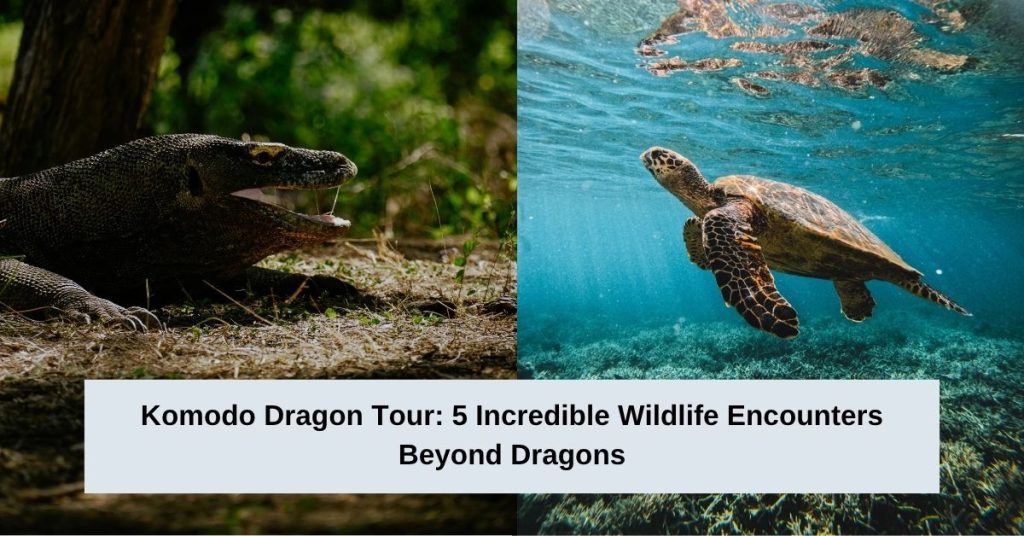 Komodo Dragon Tour 5 Incredible Wildlife Encounters Beyond Dragons
