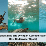 A Guide to Snorkeling and Diving in Komodo National Park (12 Best Underwater Spots)